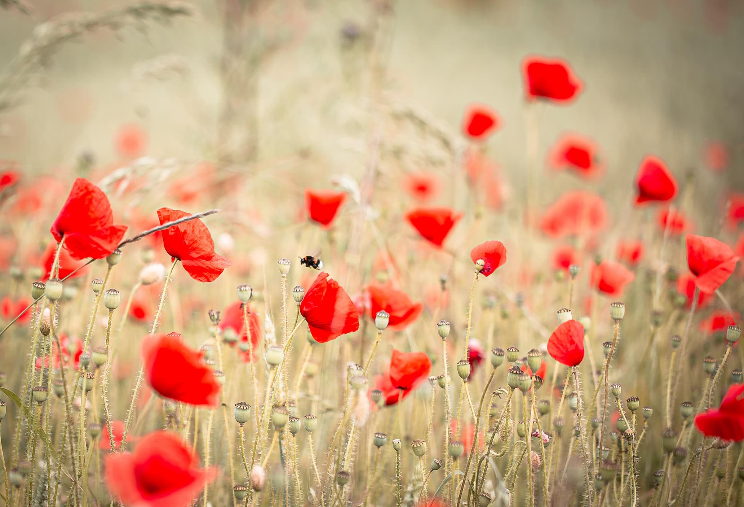 Pipacsos illusztráció