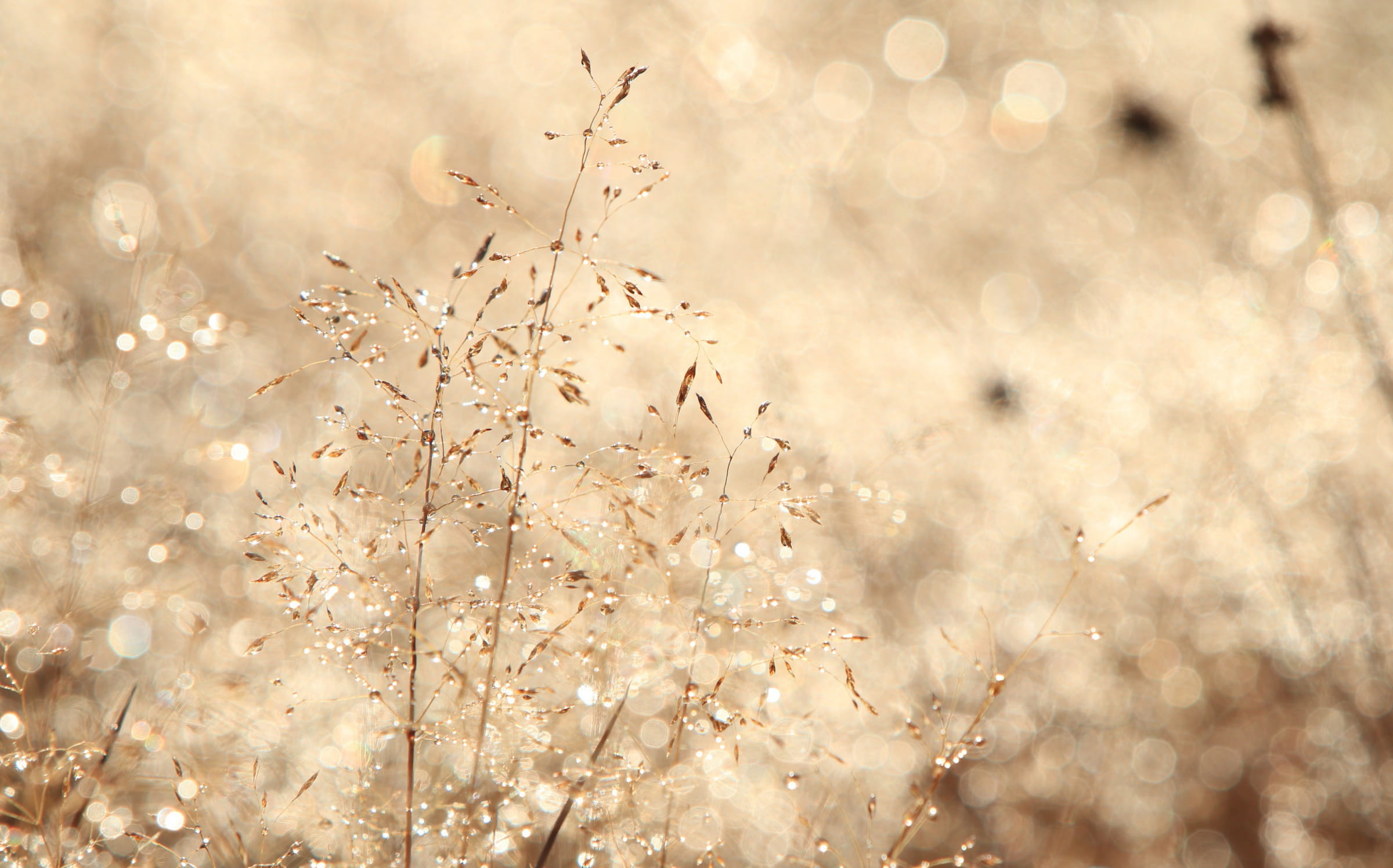 Harmatos fűszálak illusztráció
